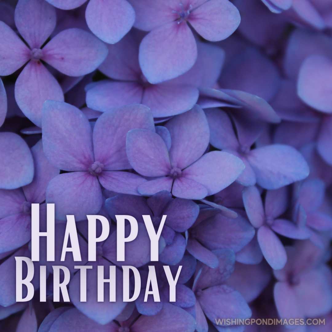 Close-up image of Hydrangea flowers. Happy Birthday Purple Flower Images (2)